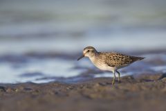 Least Sandpiper, Calidris minutilla