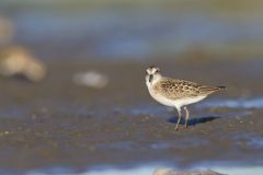 Least Sandpiper, Calidris minutilla