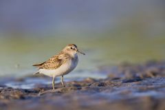 Least Sandpiper, Calidris minutilla