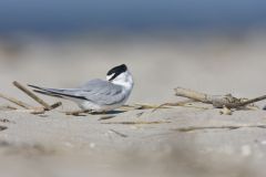 Least Tern, Sternula antillarum