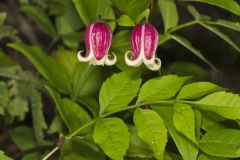 Leather Flower, Clematis viorna