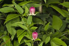 Leather Flower, Clematis viorna