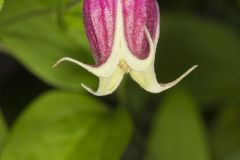 Leather Flower, Clematis viorna