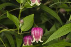 Leather Flower, Clematis viorna