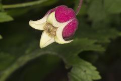 Leather Flower, Clematis viorna