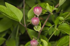 Leather Flower, Clematis viorna