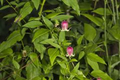 Leather Flower, Clematis viorna