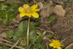 Lesser celandine, Ficaria verna