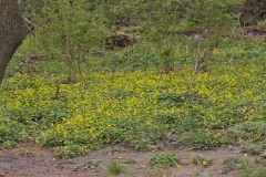 Lesser celandine, Ficaria verna