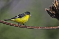 Lesser Goldfinch, Carduelis psaltria