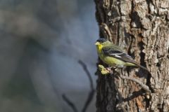 Lesser Goldfinch, Carduelis psaltria