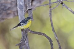 Lesser Goldfinch, Carduelis psaltria