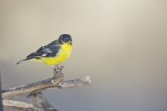 Lesser Goldfinch, Carduelis psaltria