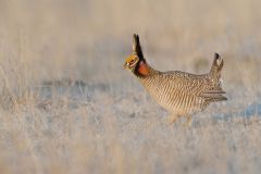 Lesser Prairie Chicken, Tympanuchus pallidicinctus