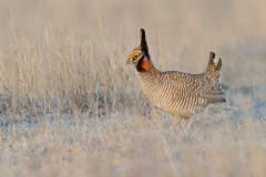 Lesser Prairie Chicken, Tympanuchus pallidicinctus