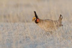 Lesser Prairie Chicken, Tympanuchus pallidicinctus