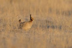 Lesser Prairie Chicken, Tympanuchus pallidicinctus