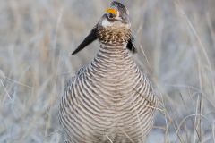 Lesser Prairie Chicken, Tympanuchus pallidicinctus