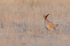 Lesser Prairie Chicken, Tympanuchus pallidicinctus