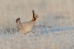 Lesser Prairie Chicken, Tympanuchus pallidicinctus