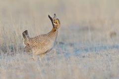 Lesser Prairie Chicken, Tympanuchus pallidicinctus