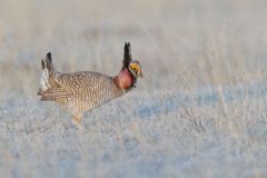 Lesser Prairie Chicken, Tympanuchus pallidicinctus