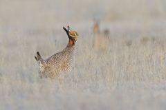 Lesser Prairie Chicken, Tympanuchus pallidicinctus