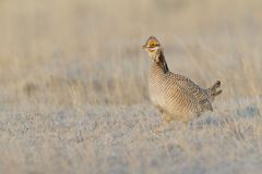 Lesser Prairie Chicken, Tympanuchus pallidicinctus