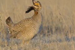 Lesser Prairie Chicken, Tympanuchus pallidicinctus