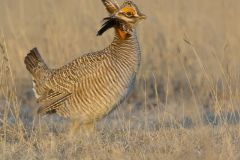 Lesser Prairie Chicken, Tympanuchus pallidicinctus