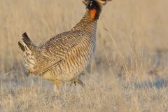 Lesser Prairie Chicken, Tympanuchus pallidicinctus