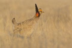 Lesser Prairie Chicken, Tympanuchus pallidicinctus