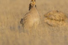 Lesser Prairie Chicken, Tympanuchus pallidicinctus