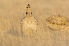 Lesser Prairie Chicken, Tympanuchus pallidicinctus