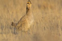 Lesser Prairie Chicken, Tympanuchus pallidicinctus