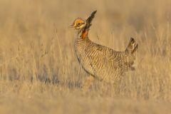 Lesser Prairie Chicken, Tympanuchus pallidicinctus