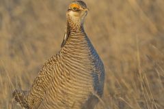 Lesser Prairie Chicken, Tympanuchus pallidicinctus