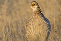 Lesser Prairie Chicken, Tympanuchus pallidicinctus