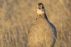 Lesser Prairie Chicken, Tympanuchus pallidicinctus