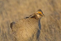 Lesser Prairie Chicken, Tympanuchus pallidicinctus