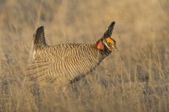 Lesser Prairie Chicken, Tympanuchus pallidicinctus