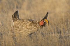 Lesser Prairie Chicken, Tympanuchus pallidicinctus