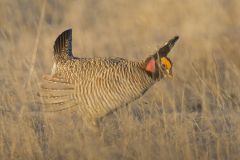 Lesser Prairie Chicken, Tympanuchus pallidicinctus