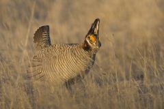 Lesser Prairie Chicken, Tympanuchus pallidicinctus