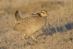 Lesser Prairie Chicken, Tympanuchus pallidicinctus