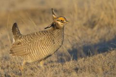 Lesser Prairie Chicken, Tympanuchus pallidicinctus