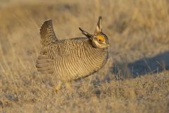 Lesser Prairie Chicken, Tympanuchus pallidicinctus