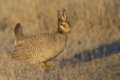 Lesser Prairie Chicken, Tympanuchus pallidicinctus