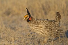 Lesser Prairie Chicken, Tympanuchus pallidicinctus