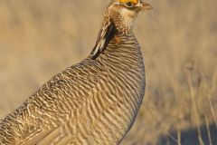 Lesser Prairie Chicken, Tympanuchus pallidicinctus